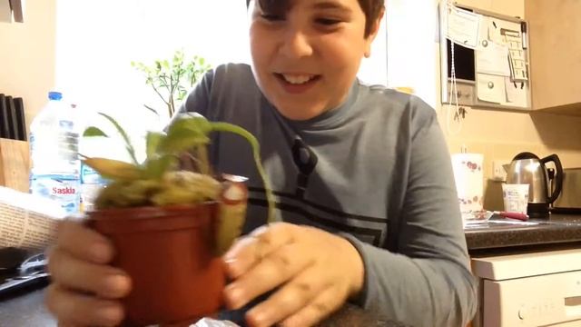 My New Nepenthes Ventricosa X Talangensis Arrived + Unboxing!!!