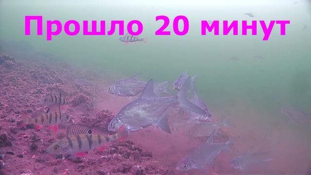 Как легко СОБРАТЬ РЫБУ под лункой!! Почему я не использовал раньше эту прикормку ! Подводные съёмки смотреть онлайн
