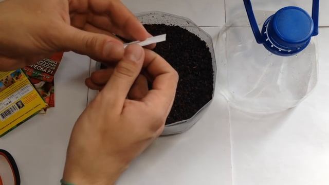 Выращивание рассады земляники из семян. Основные правила выращивания. Самый лучший способ смотреть онлайн