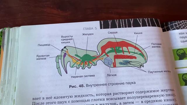 Биология/7 кл/Е.Т.Тихонова «Класс Паукообразные»/08.01.22 смотреть онлайн