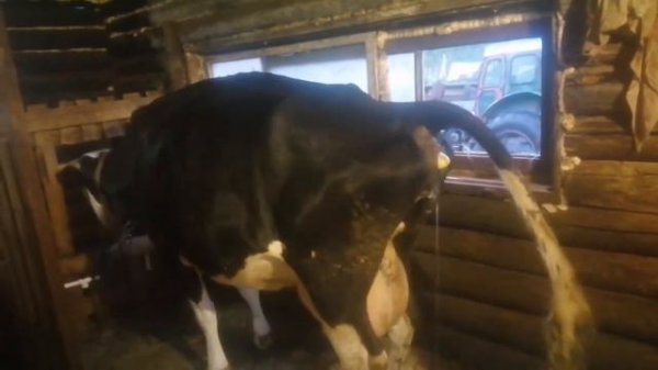 Отел коровы, смотреть до конца!!!