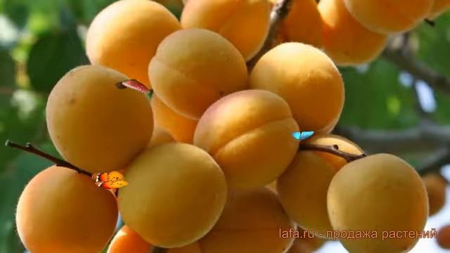 Абрикос обыкновенный Водолей (prunus armeniaca) ? обзор: как сажать, саженцы абрикоса Водолей смотреть онлайн