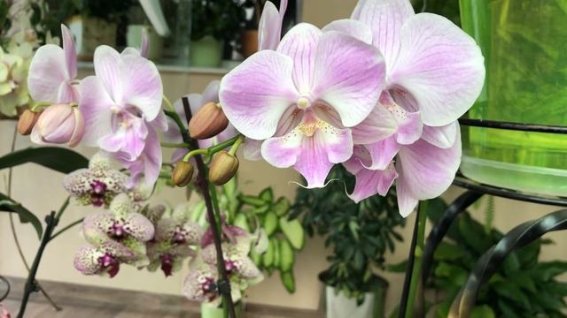 💯💯💯ДОМАШНЕЕ ЦВЕТЕНИЕ МОИХ ПРЕКРАСНЫХ ОРХИДЕЙ !!!🌸🌺🌸 смотреть онлайн