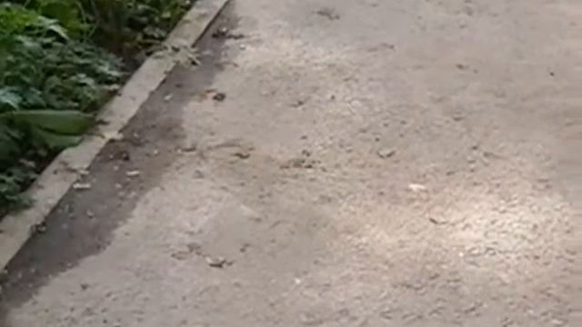 Маленький усач смотреть онлайн