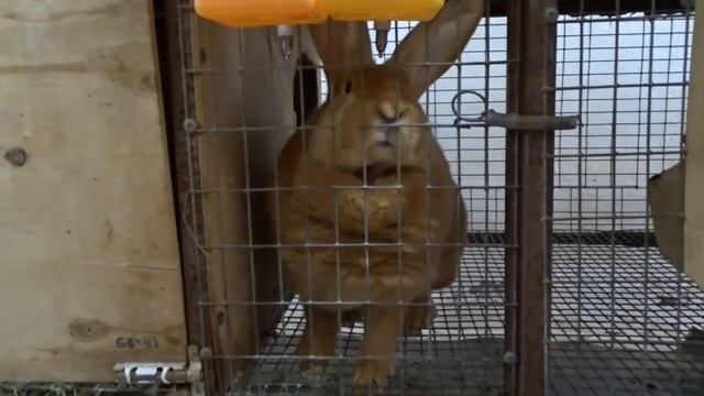 Индивидуальные особенности крольчих смотреть онлайн