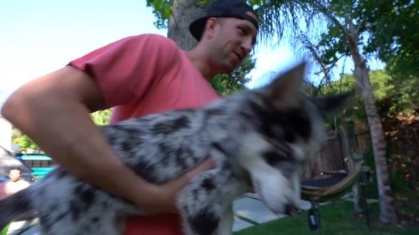 I bought the World's Biggest Puppy