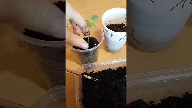 ПИКИРОВКА ЦИНИИ? 2часть. Подробный урок.?