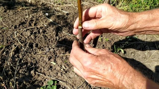 Прививка груши на Айву.Летом. смотреть онлайн