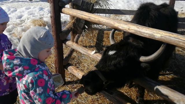 ЗООПАРК Деревенька Вологда, ZOO, animals смотреть онлайн