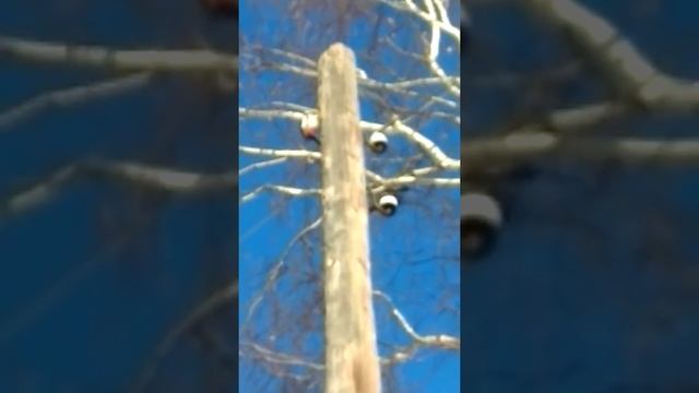 Зимой дятел смотреть онлайн