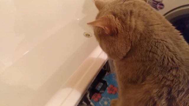 Кот говорит люблю смотреть на воду. смотреть онлайн