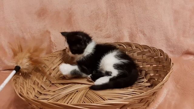 Экзотический котик 1,5месяца смотреть онлайн