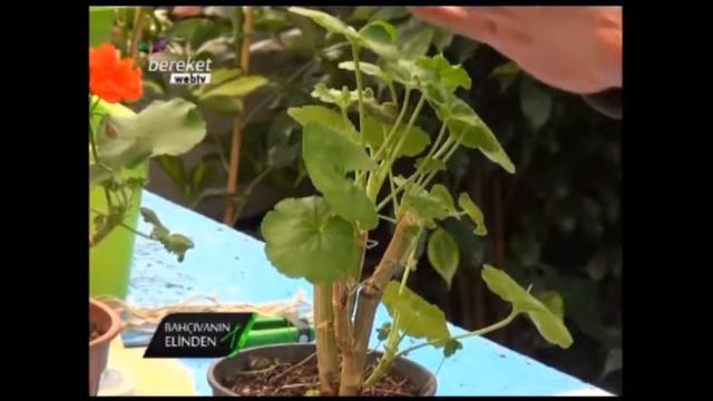 Sardunya Çiçeği (Pelargonium) - Özellikleri, Bakımı, Çoğaltımı 2. Bölüm