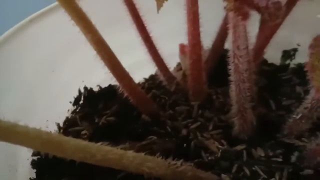 MENGENAL BEGONIA MASONIANA IRON CROSS PLANT смотреть онлайн