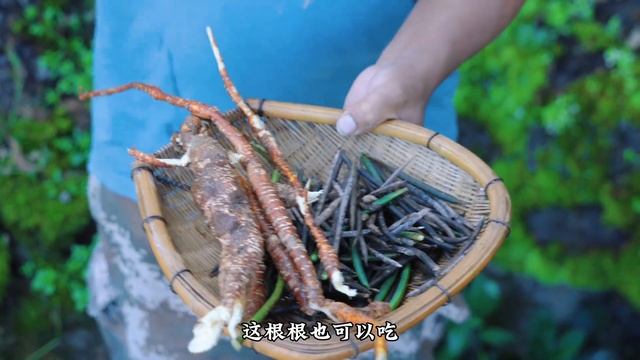 冬宝意外发现野绿豆，根茎当水果，果子可以煮饭，吃起来太爽了！
