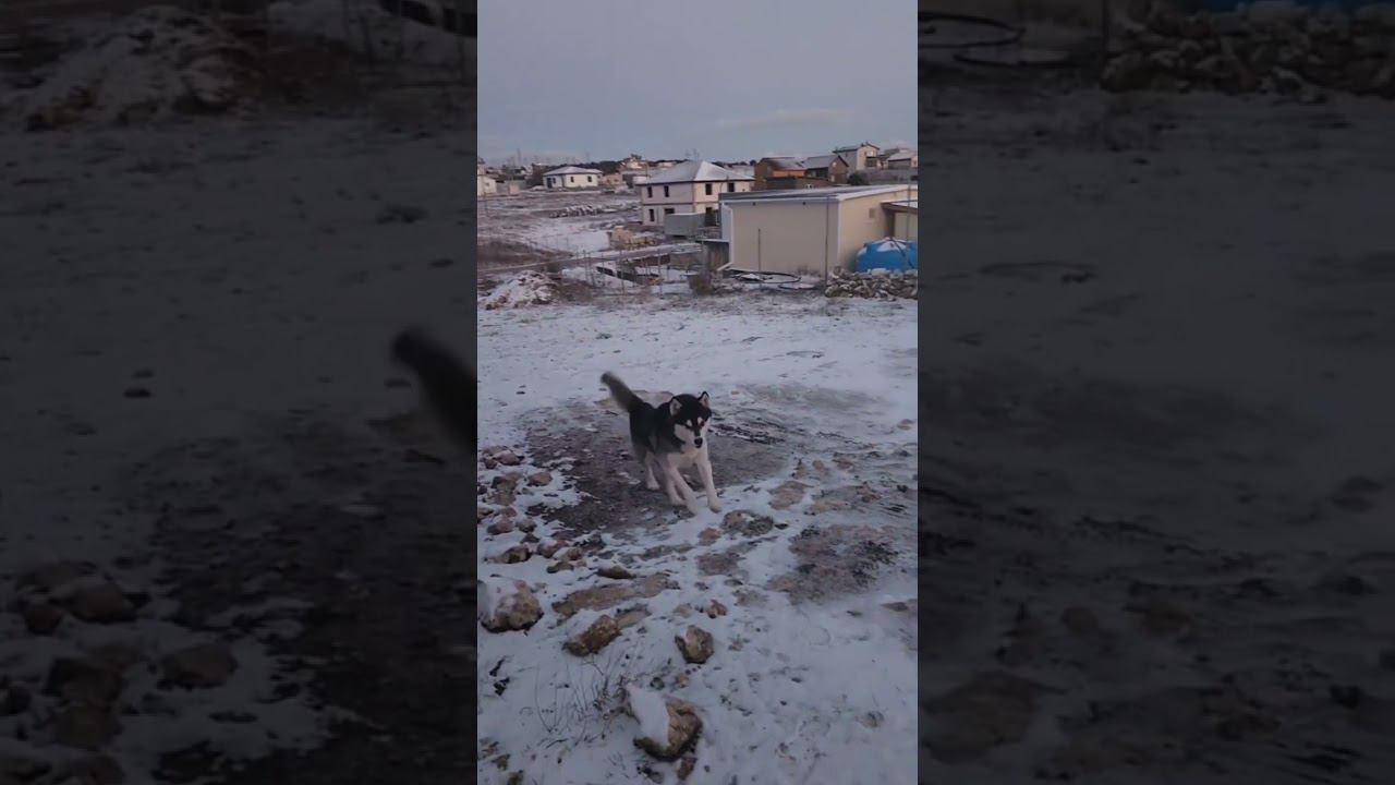 Алтай целый год ждал этого дня. Наконец-то в Крыму снег и мороз!#shotrs #январь2024 #севастополь смотреть онлайн