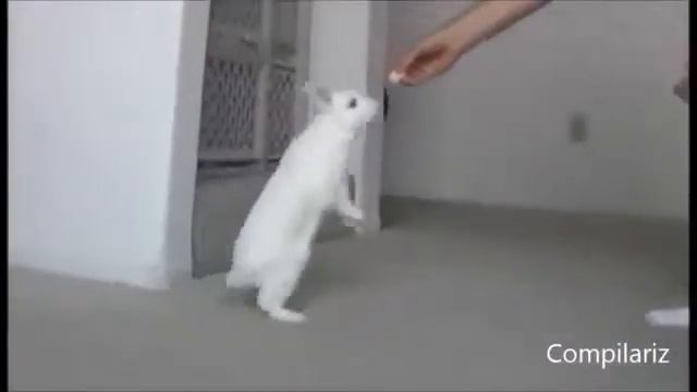 Животные ходят как люди смотреть онлайн