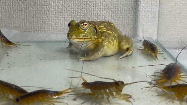 лягушка Pacman африканская лягушка-бык ЖИВОЕ КОРМЛЕНИЕ Frog African Bullfrog LIVE FEEDING 2023