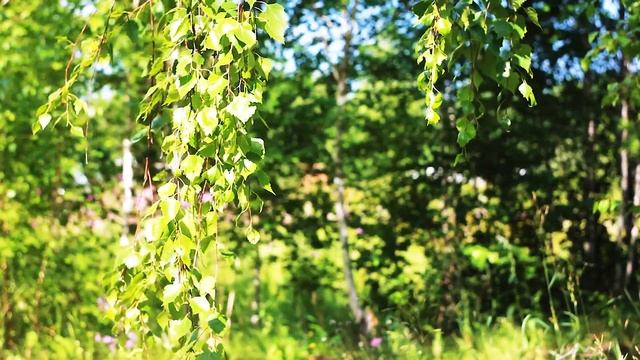 В берёзовой роще. Под ветками березы | Футажи красивая природа [FullHD] смотреть онлайн