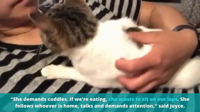 Kitten With Bent Paw Has A Lot To Say About Being Rescued! смотреть онлайн