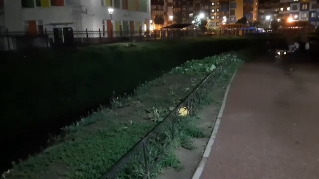 Кудрово бегают полчища крыс