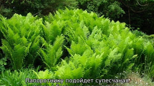 Лесной папоротник в саду: посадка и уход