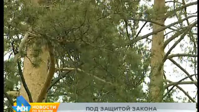 «Зелёный щит» появится вокруг Иркутска смотреть онлайн