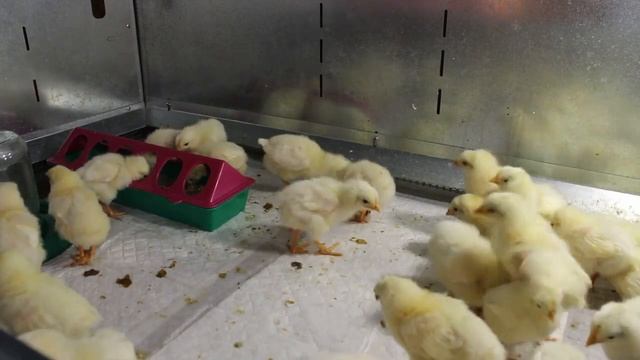 ГОВЁННЫЕ ШАРИКИ У ЦЫПЛЯТ. смотреть онлайн