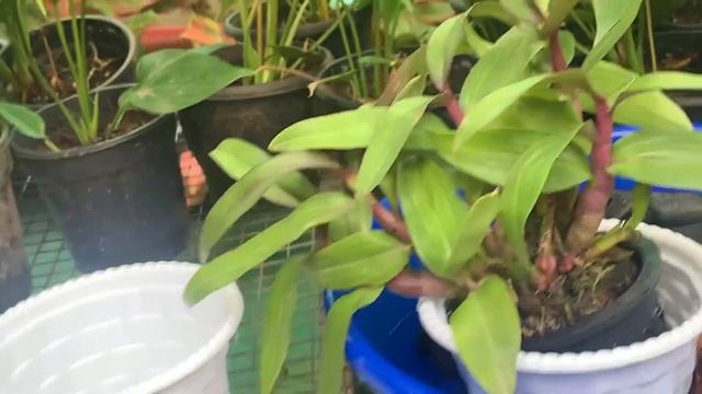 ചുവട്ടിൽ നിറയെ പൂക്കൾ ഉണ്ടാകുന്ന ഓർക്കിഡ് Dendrobium HIBIKI Orchids Care And Propagation Malayalam смотреть онлайн