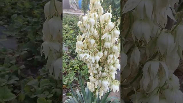 Юкка полностью расцвела смотреть онлайн