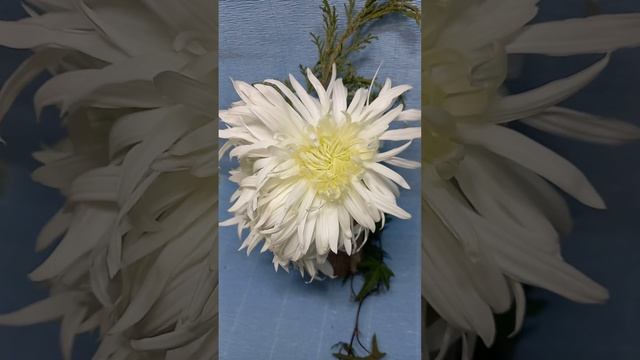 Многолетние растения, хризантема. ?#хризантемы #черенкихризантемы смотреть онлайн