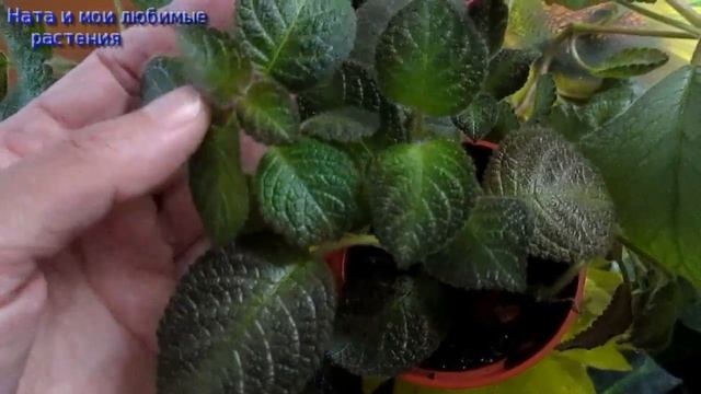 Комнатные цветы // Цветок-