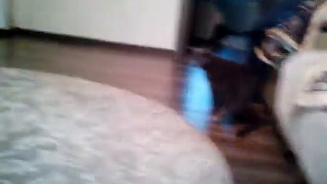 Кошка не умеет брать котёнка смотреть онлайн