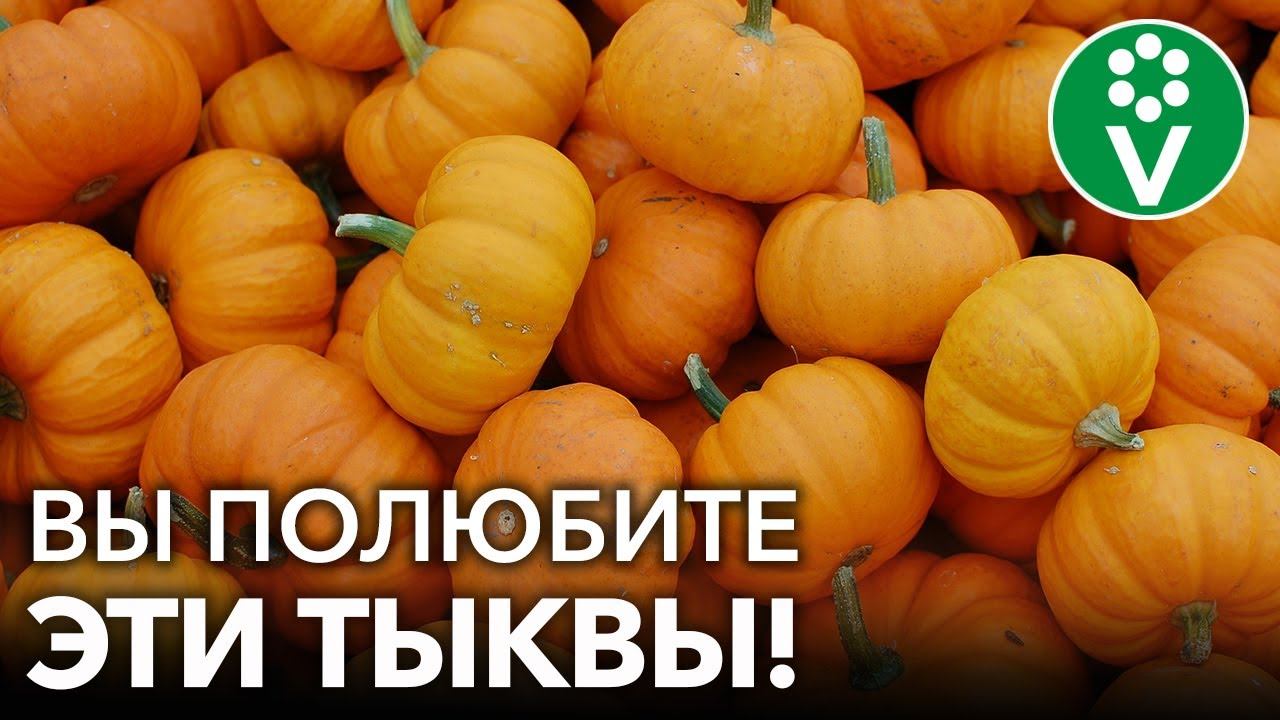 КАКАЯ ТЫКВА САМАЯ ВКУСНАЯ, а какая самая долгохранящаяся? Выбираем лучший сорт тыквы смотреть онлайн