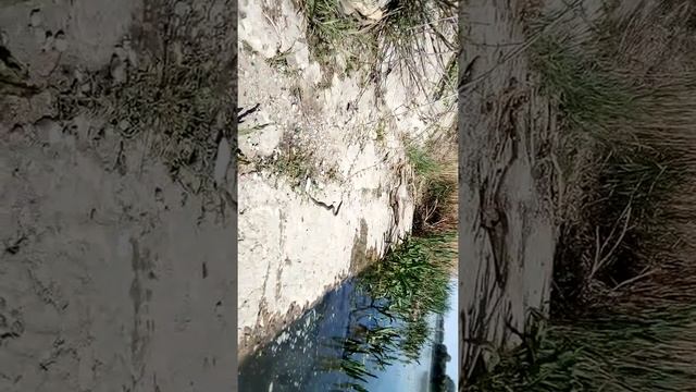 Водяная гадюка хочет слопать карася, но не может. смотреть онлайн