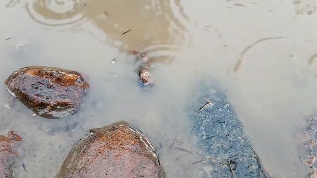 VID 1655327233317 Слышу колокол. В поле весна...1904 (А. Блок)...Павел Васильев Лахтинский смотреть онлайн