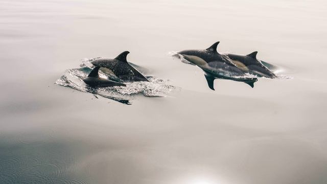 музыка для души Девочка и дельфин.mp4 смотреть онлайн