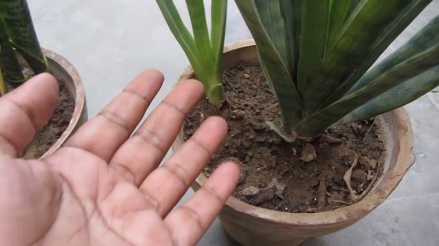 Sansevieria Plant Caring & Propagation Tips | Snake Plant смотреть онлайн