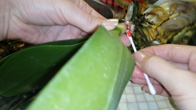 Первая помощь орхидее при фузариозе смотреть онлайн