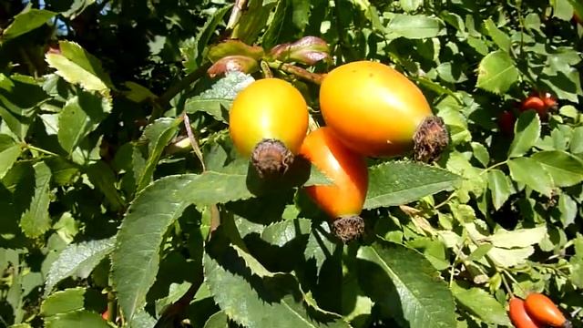 шиповник смотреть онлайн