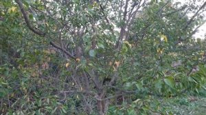 Груши и прививки