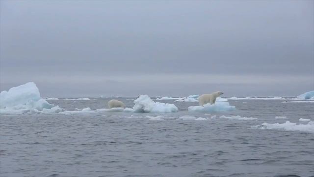 Арктика, Земля Франца-Иосифа. Белые медведи смотреть онлайн
