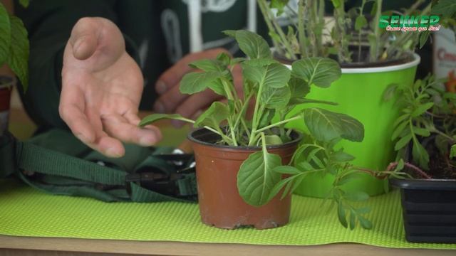 Подготовка рассады к высадке. Как закалять и пересаживать рассаду? смотреть онлайн