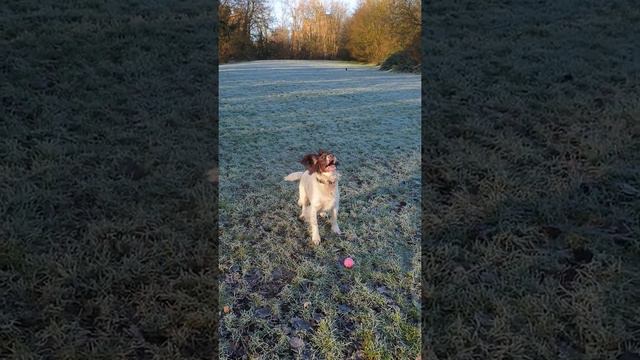 собаки играют на заиневелом поле