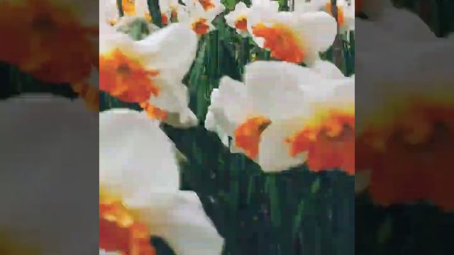 SPRING IN MOSCOW #spring #веснавгороде #краскиприроды #flowersblooming смотреть онлайн