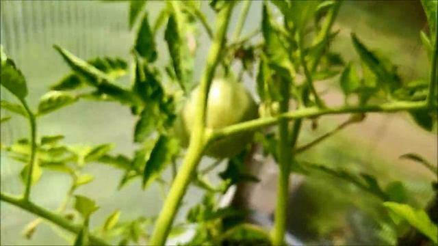 Два жарких дня на даче! Что сделано. Прополка, 