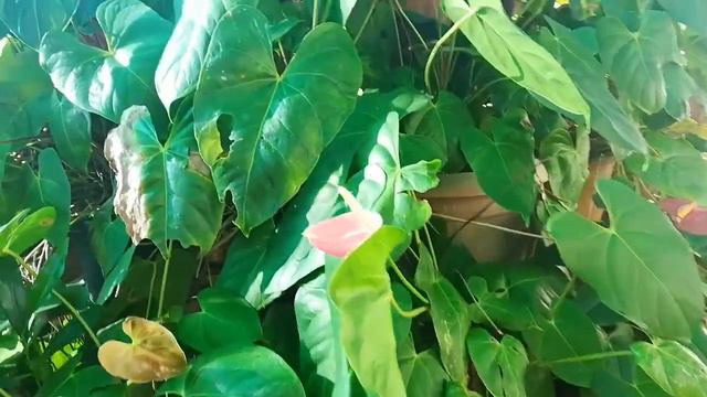 anthurium plant care in a easy way /simple tips to get more flowering... my experience *19 смотреть онлайн