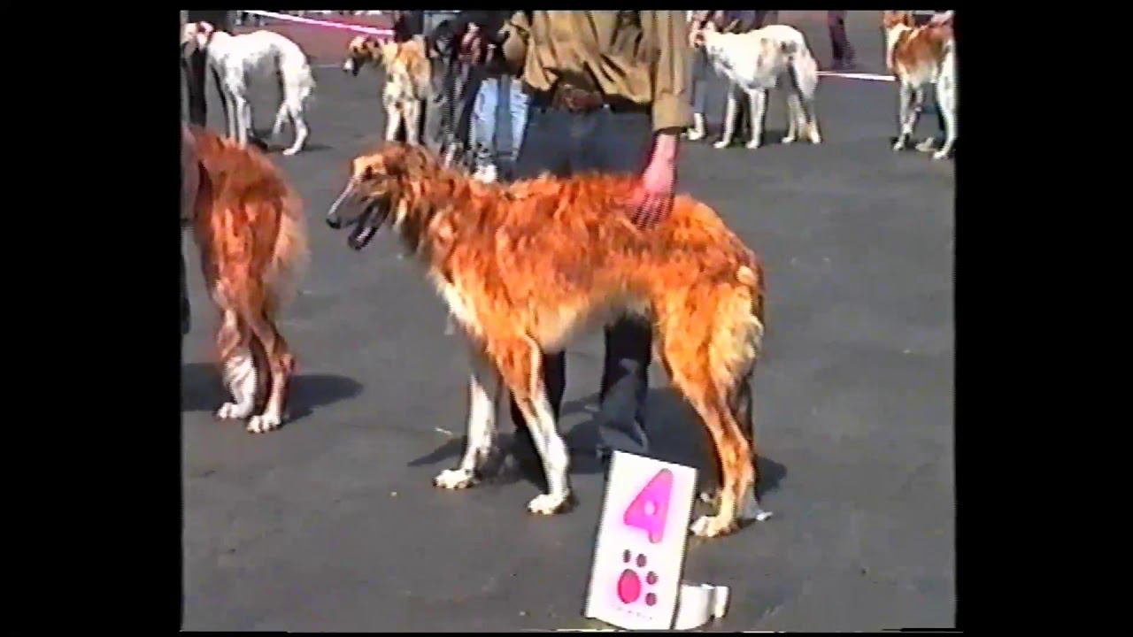 Выставка "Москва Майская",стадион Автомобилист.12 мая 1996 года смотреть онлайн