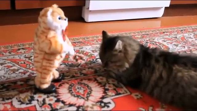 Ах, любовь!Прикол про кота! смотреть онлайн