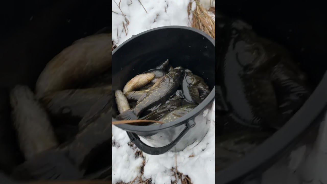 Первый лёд с берега «ротан» #ротан #первыйлёд #рыбалкакстово смотреть онлайн